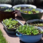 Na úspechy v pestovaní nepotrebujete záhradu. Takto budete žať úrodu aj bez nej!