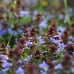 Na túto burinu sa nehnevajte, radšej ju ochutnajte