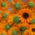 Nechtík lekársky: 5 dôvodov, prečo si ho vysiať do vlastnej záhrady