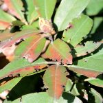 Čo ohrýza môj rododendron?