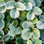 Ako ochrániť jahody pred neskorými jarnými mrazíkmi