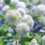 Kalina: Dlhoročná drevina, ktorá ozvláštni každú záhradu