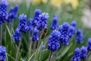 Najkrajšie rastliny apríla: Nechýbajú vo vašej záhrade?