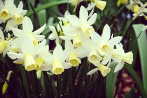 Najkrajšie rastliny apríla: Nechýbajú vo vašej záhrade?