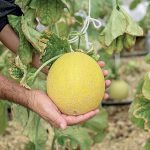 Dajú sa pestovať cukrové melóny aj inde ako na juhu Slovenska?