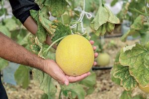 Dajú sa pestovať cukrové melóny aj inde ako na juhu Slovenska?