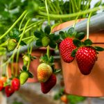 Jahody nepotrebujú veľa miesta. Dopestujte si ich aj na balkóne