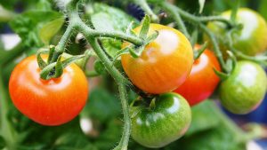 4 kroky k zdravým rajčinám z vlastnej úrody
