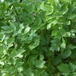 Milujete ligurček? Ak áno, toto všetko musíte vyskúšať!