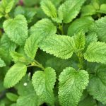 Typická bylinka k dezertom. Takto ju využijete aj na slano!