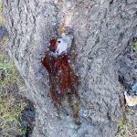 Glejotok na čerešni. Čo s tým?