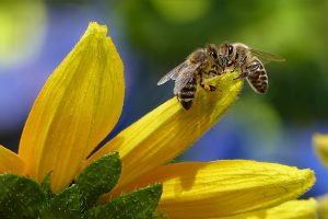 Včely si musíme chrániť, pomáhajú nám nielen v záhrade