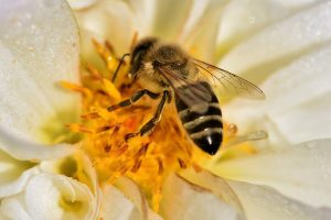 Včely si musíme chrániť, pomáhajú nám nielen v záhrade