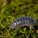 Rovnakonôžky: V záhrade užitočné, v pivnici škodlivé
