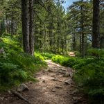 Využite bohatstvo ihličnatých lesov: Vyrobte si liečivý smrekový sirup a živicovú masť