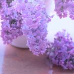 Orgován: Voňavá klasika vidieckych záhrad, ktorá sa opäť vracia do módy