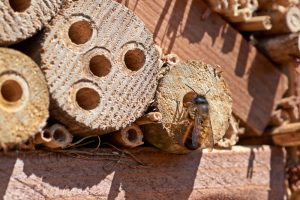 Včely samotárky pomáhajú opeľovať