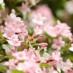 Viete správne rezať vajgelu? Urobte tak hneď po odkvitnutí!