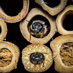 Včely samotárky pomáhajú opeľovať