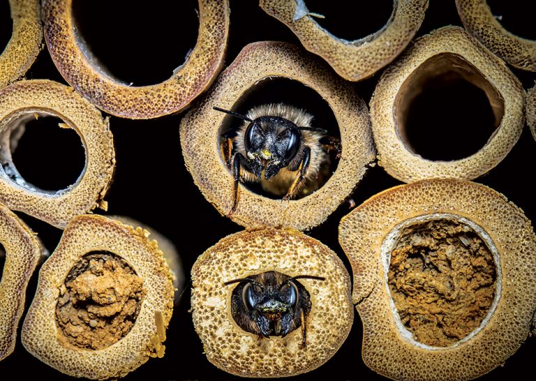 Včely samotárky pomáhajú opeľovať, vytvorme im vhodné prostredie