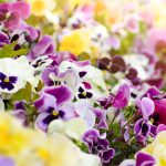 Všetko, čo ste ešte nevedeli o fialkách