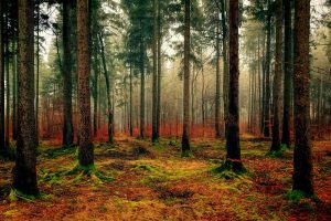 Využite bohatstvo ihličnatých lesov: Vyrobte si liečivý smrekový sirup a živicovú masť