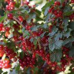 Červené ríbezle na kríčku