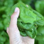 Natrhaný špenát v dlani