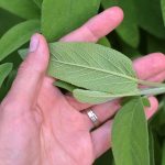 Rastlina šalvie v dlani