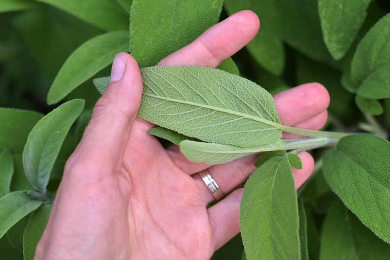 Šalvia - liečivá, chutná i toxická. Takto vám bude slúžiť a neublíži!