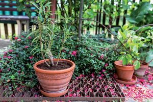 Čerstvo presadený oleander