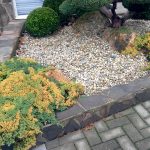 Borievka pri obrubníku, žltá, chorá.