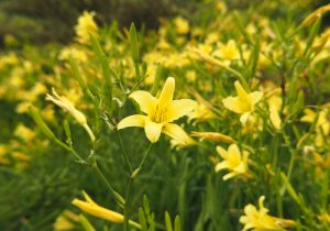 Hemerocallis citrina