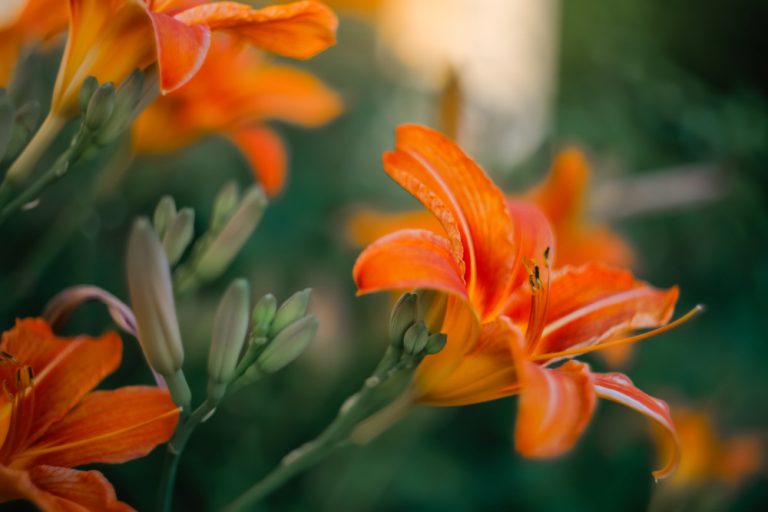 5 druhov ľalioviek, ktoré rozžiaria vašu záhradu