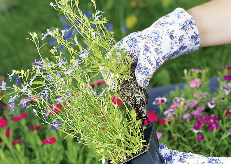 Aké letničky vysadiť na balkón? Kombinujte ich a tešte sa z pestrosti farieb!