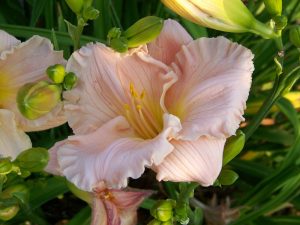 Hemerocallis "Barbara Mitchell"