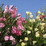 Kvitnúce oleandre, ružová, žltá a červená farba