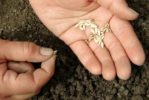 Uhorkové semienka v dlani pripravené na výsev do pôdy