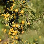 Žlté myrobalány na strome