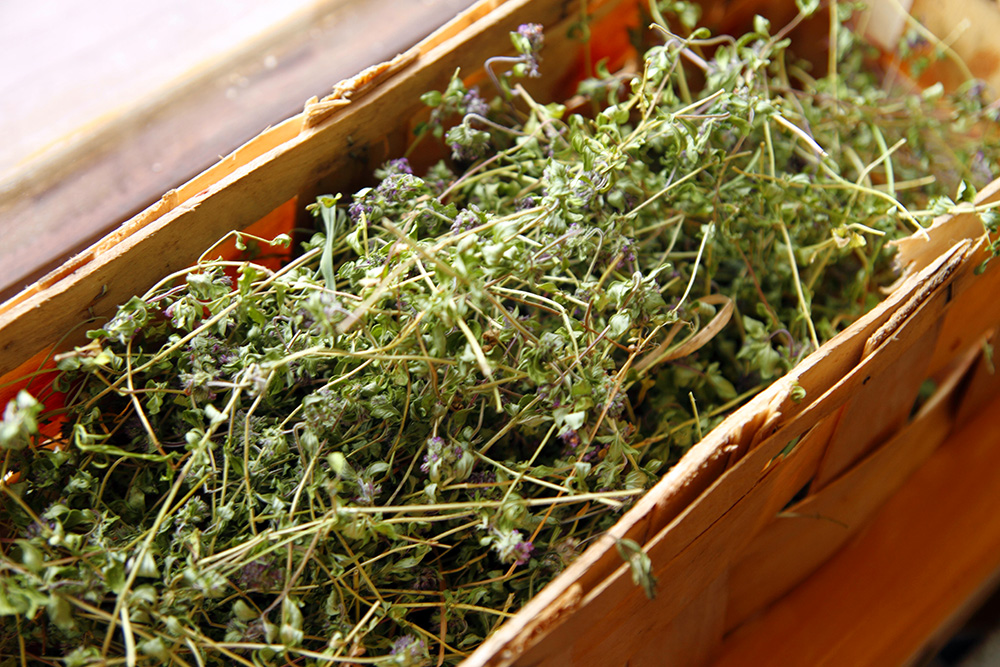 Materina dúška čerstvá a usušená