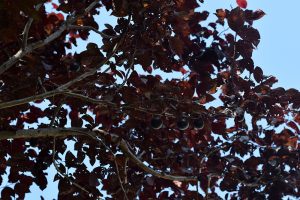 Prunus cerasifera Nigra