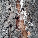 Prasklina na kmeni marhule