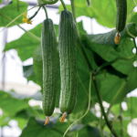 Dve uhorky hadovky na rastline