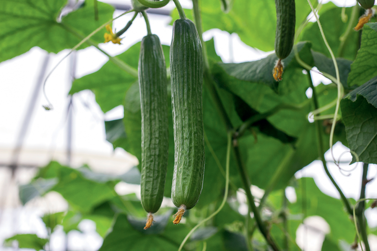 Martin Čurda radí: Zdeformované plody uhoriek v skleníku. Čo to spôsobilo?