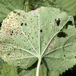 Hrdza na listoch topoľovky