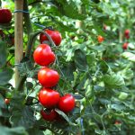Rajčiny v záhrade