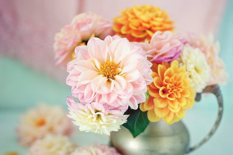 Spoznajte tajomstvo krásnych georgín. Poradíme kam a ako ich vysádzať