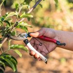 Ruka strihajúca konárik jablone