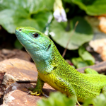 Jašterica zelená v záhrade