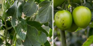 Psota rajčiaková - drobné dierky v plodoch a bledé fľaky na listoch